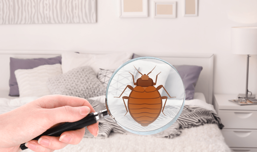 TERMITE INSPECTION
